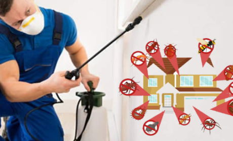 افضل شركة مكافحة الحشرات